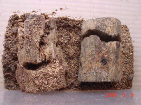 ����I�I�N���K�^000909a