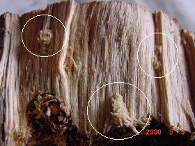 ����I�I�N���K�^000909b