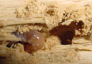 ����I�I�N���K�^000909c