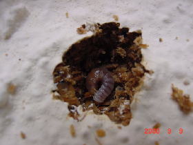 ����I�I�N���K�^000909d