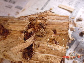 ����I�I�N���K�^000909f