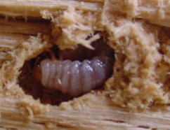 ����I�I�N���K�^000909g