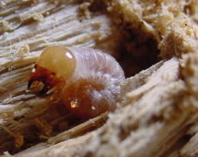 ����I�I�N���K�^000909i