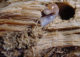 ����I�I�N���K�^000909j